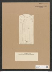 Diatomeae indet. Zeichnungen Sammlung Grunow Nr. 4484 (NHMW-BOT-W0372439)